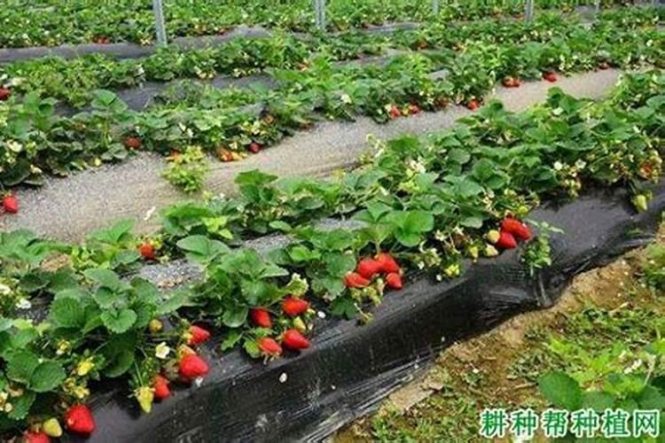 四季葱施什么肥好