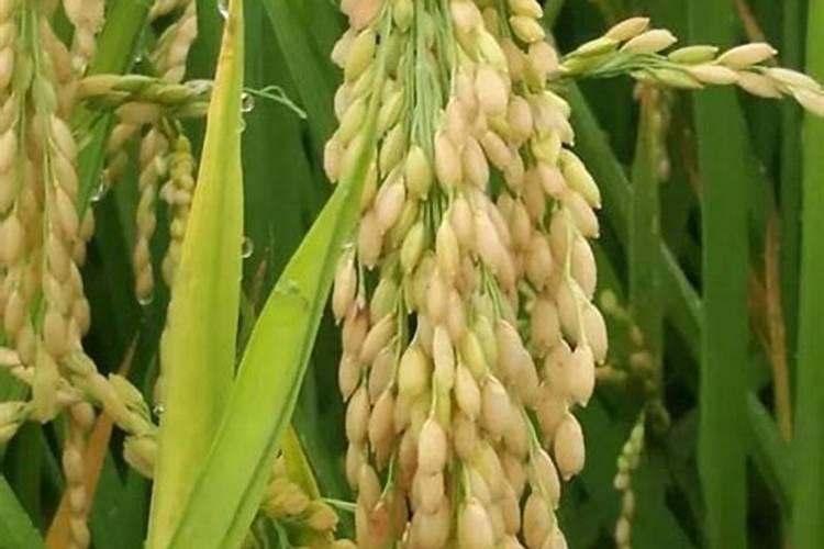 花坛里的草太多了怎变为肥料？