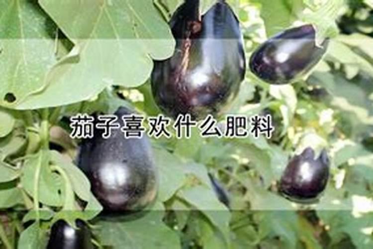 茄子喜肥吗 喜欢施什么肥料
