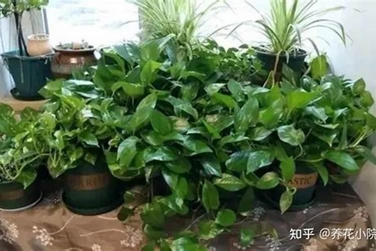 月季用尿素好还是复合肥好