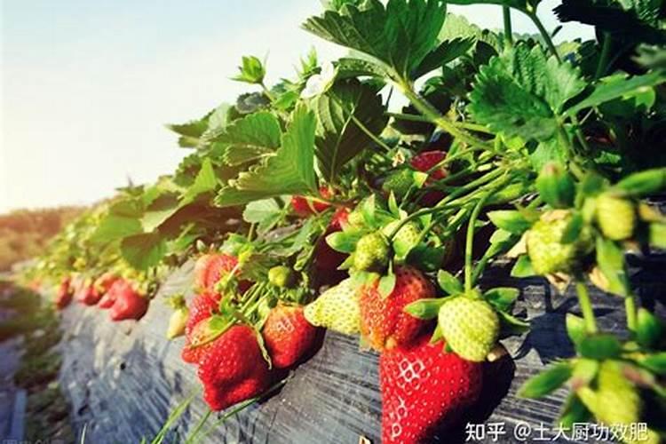 硼肥不能和什么混用