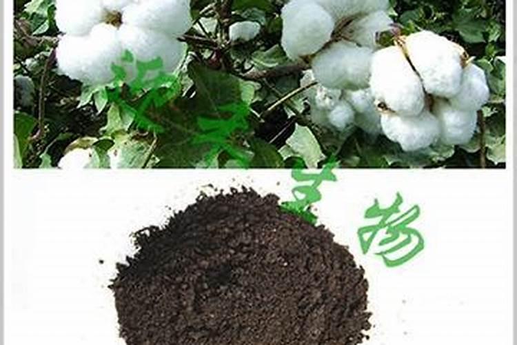云南促早阳光玫瑰最好适合的生根肥是哪种？