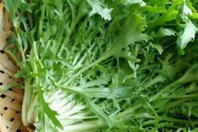 葡萄施肥用什么肥料