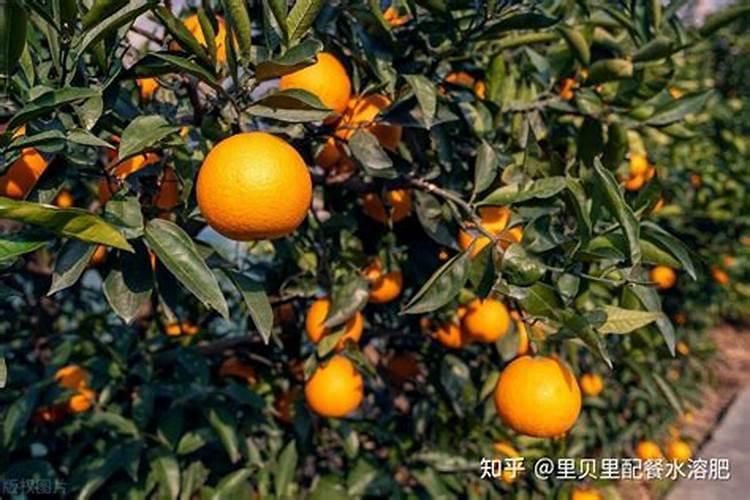 花多多15号绣球可以用吗