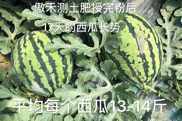 西瓜追肥用什么肥料好