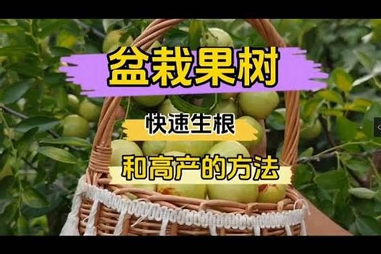 水溶肥十大名牌摩力水溶肥效果极好