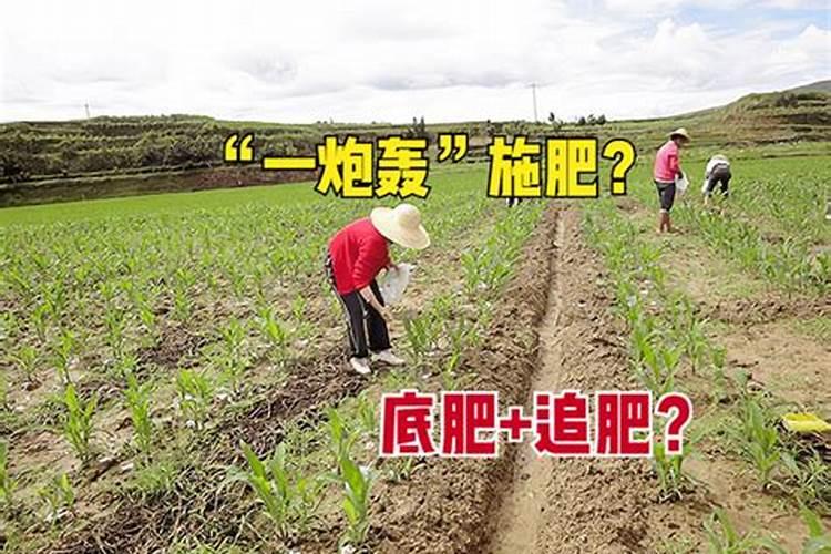 家庭养花自制氮肥有哪些