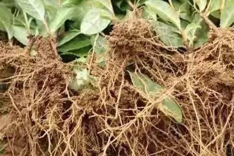 植物生根剂的使用方法 快速生根剂怎样使用效果好