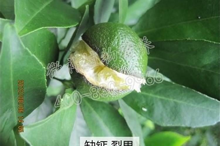 橙子皮如何做花肥
