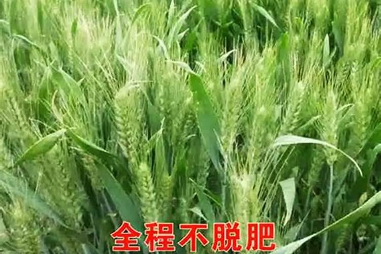 小麦施肥的时间及方法,你知道多少？