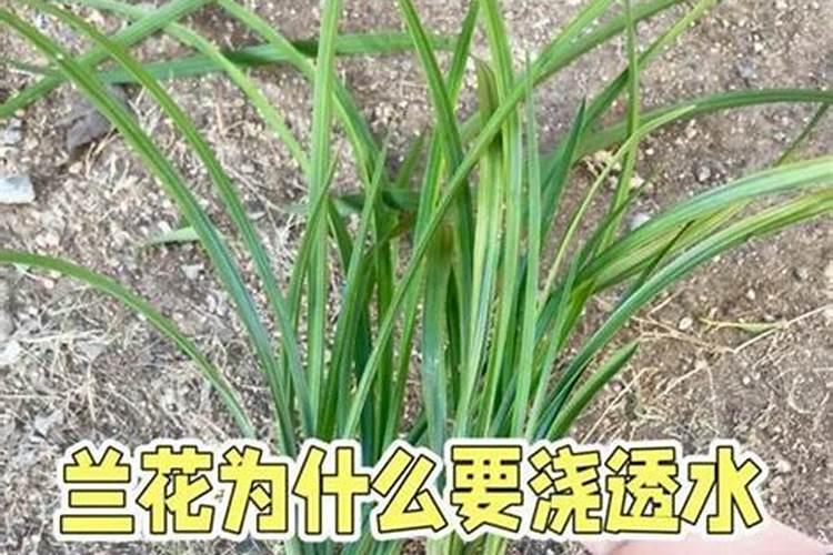 橙子皮可以做肥料吗？