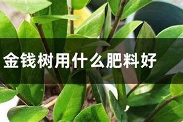 金钱木怎么施肥