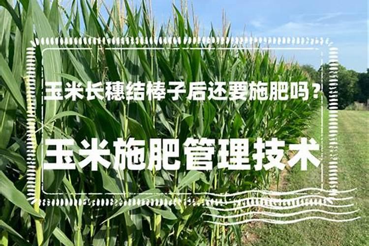 玉米先出穗还是先出棒,出棒后还要施肥吗