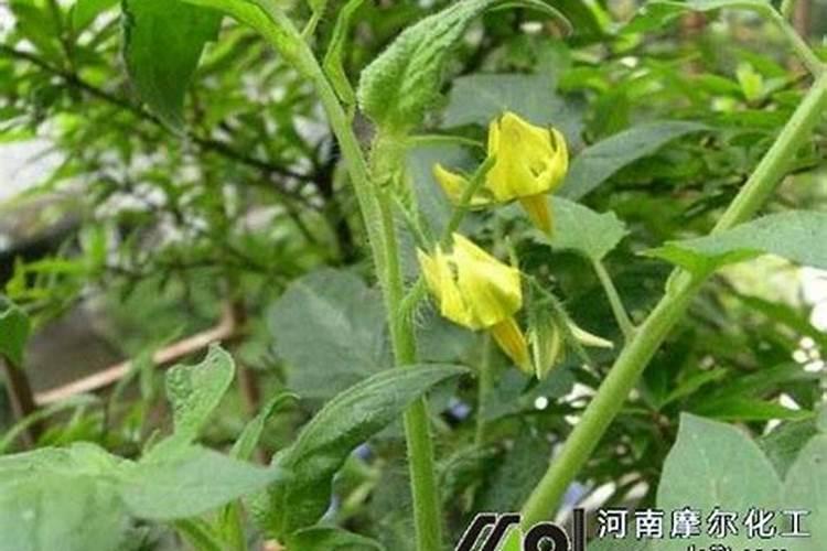 硫酸钾型复合肥适用于什么土地