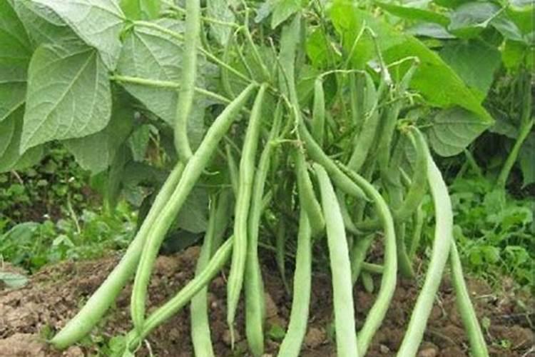芸豆施什么肥长得最好 芸豆怎么施肥