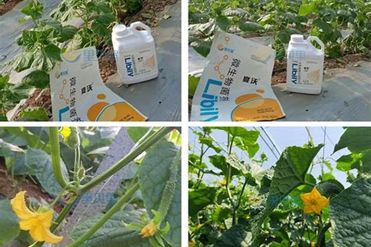 阳光玫瑰葡萄果子增大要用什么肥料？阳光玫瑰葡萄专用膨大剂哪个好？保花...