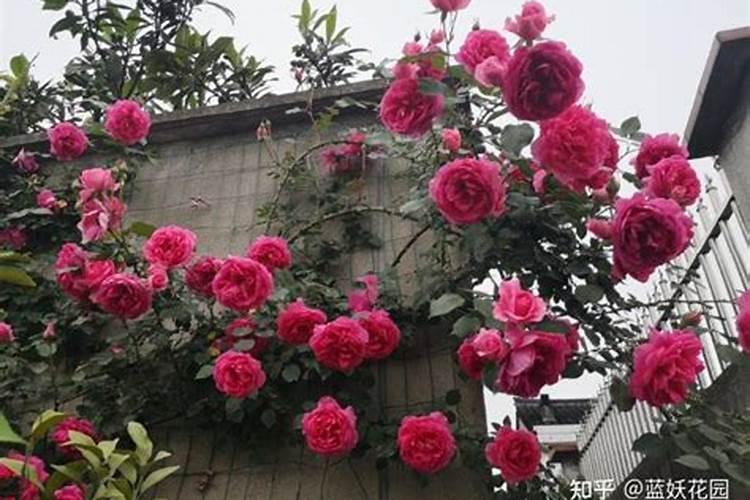 长寿花最好肥料施肥方法是什么