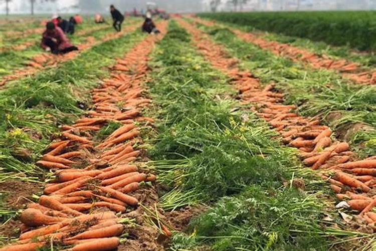红萝卜苗期用什么肥料
