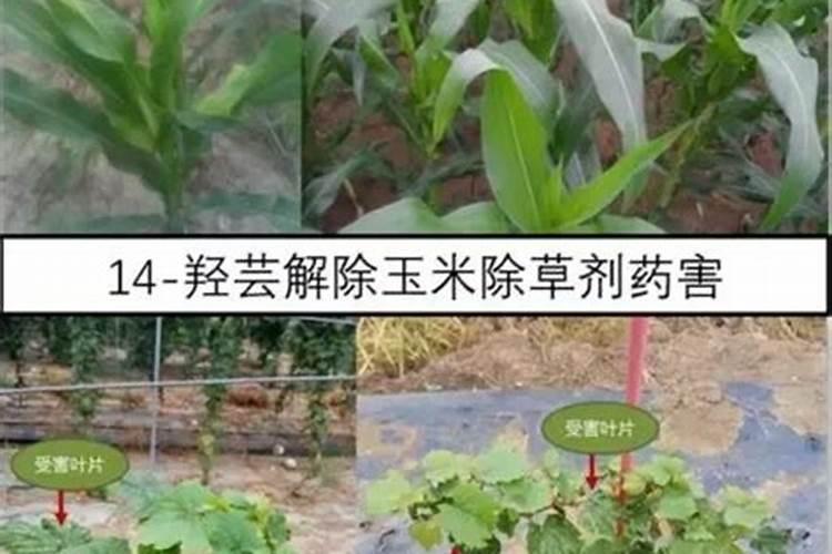 四季桂花用什么肥料最好  四季桂开花时能施肥吗