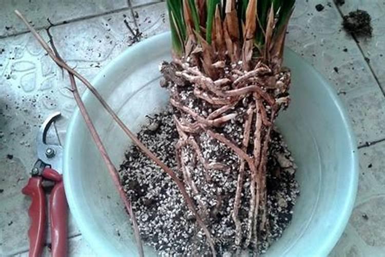 富含钙的蔬菜有哪些？