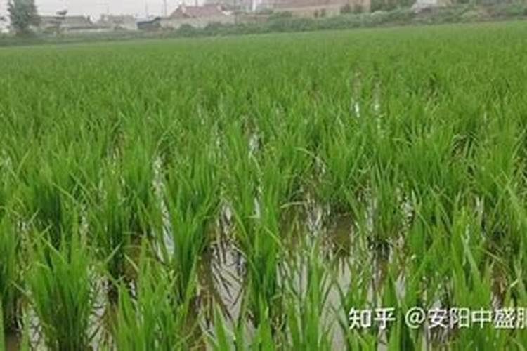 水稻需不需要施硼肥跟硅肥？