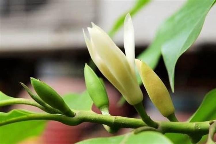 黄桷兰怎么施肥