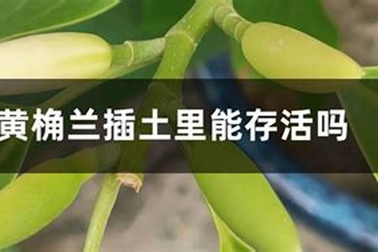 黄桷兰春秋多少天浇一次水和施肥