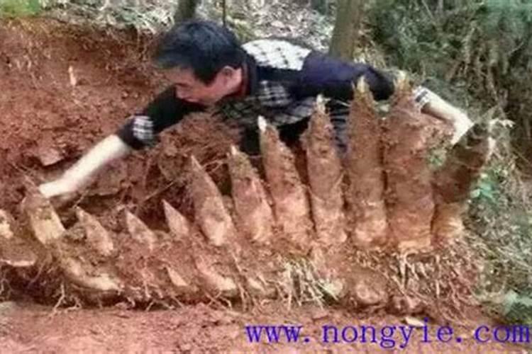 笋竹专用肥 测土施肥