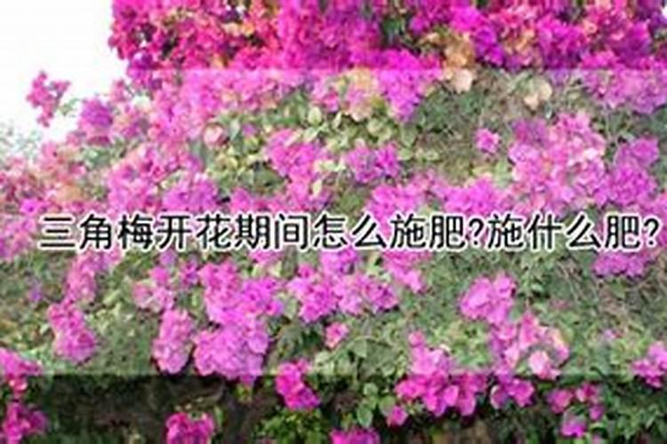 三角梅花期用什么肥料最好