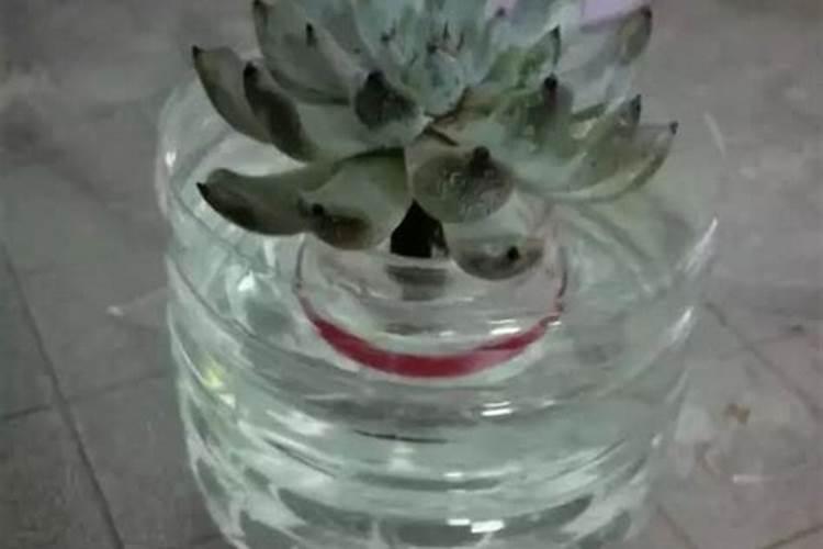 芝麻酱可以浇花吗