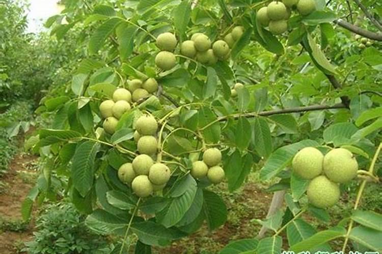 核桃树春季上哪种肥料