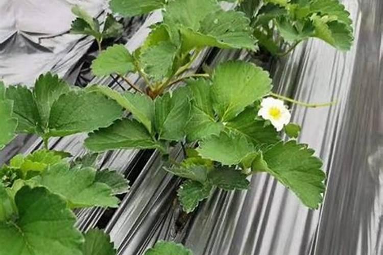 草莓施肥的方法