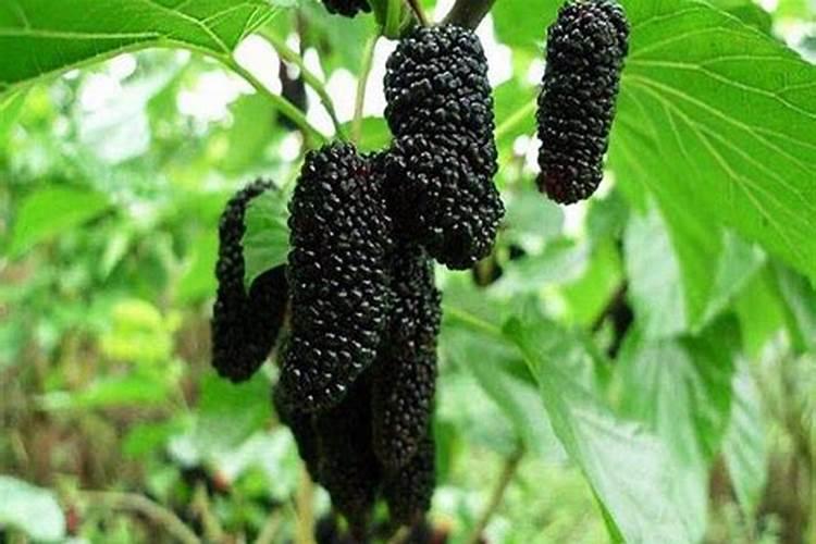 桑葚在定植之后,该如何进行水肥方面的管理？