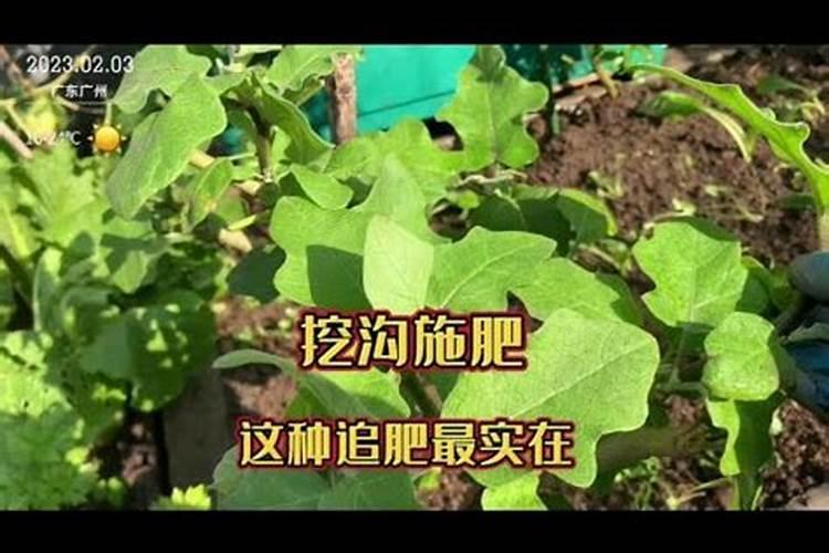 小麦锈病发病特点