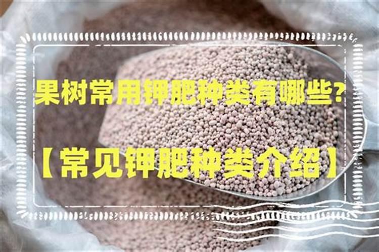 红菜苔种植方法和管理
