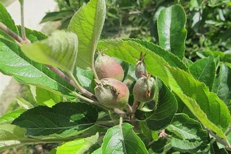 苹果树补钙几月份最好 苹果树补钙时间