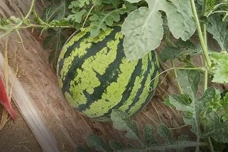 种西瓜用什么肥料最好