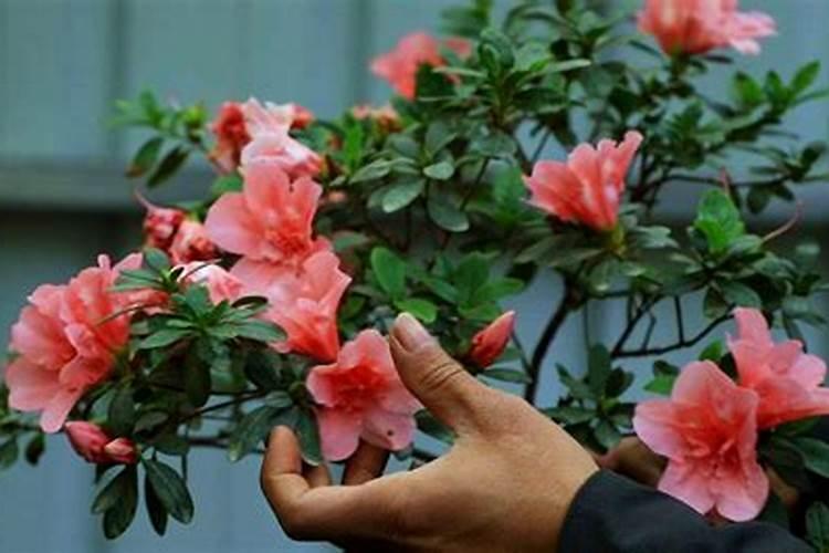 杜鹃花怎样浇水施肥？