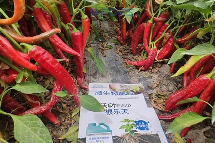大棚种植辣椒,如何施肥,才能提高产量和质量？