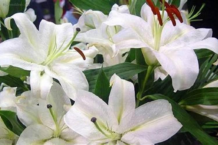 百合花可以用复合肥吗
