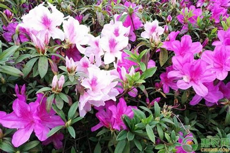 杜鹃花叶面施肥磷酸二氢钾多长时间施一次