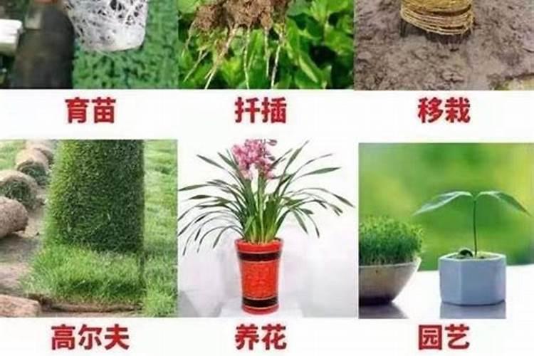 四季豆用什么肥料