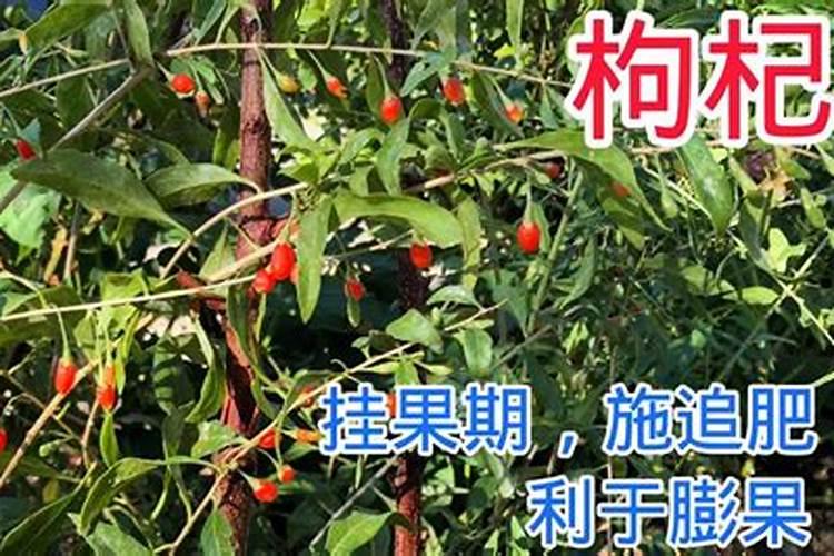 枸杞秋季施肥的方法及要点