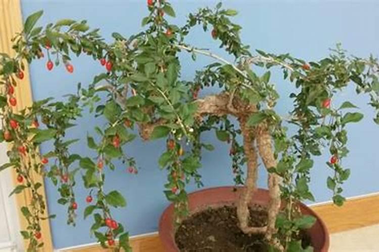 种植枸杞需要哪些肥料