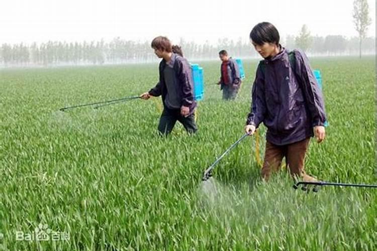 大蒜叶面肥喷什么肥最好