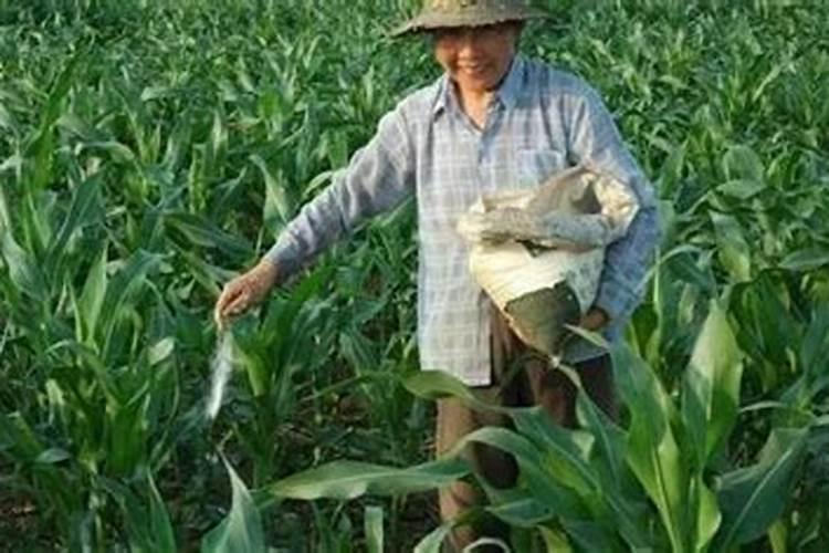 玉米追肥是雨前还是雨后好。最佳追肥时间是什么时候？