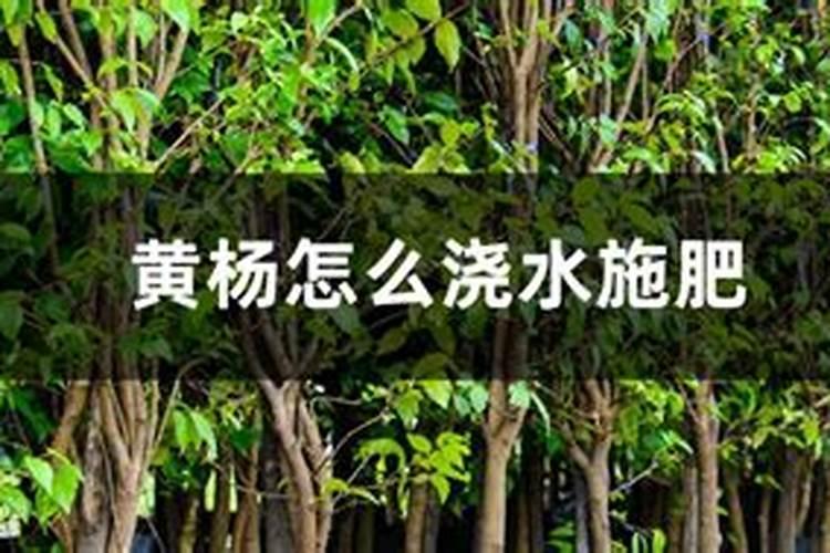 黄杨新桩施肥方法