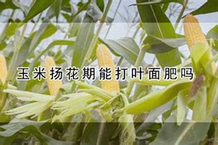 种植玉米,要什么时候打叶面肥合适