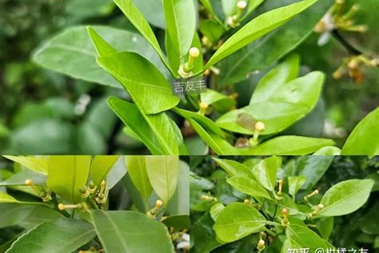关于茶枝柑的种植管理方法