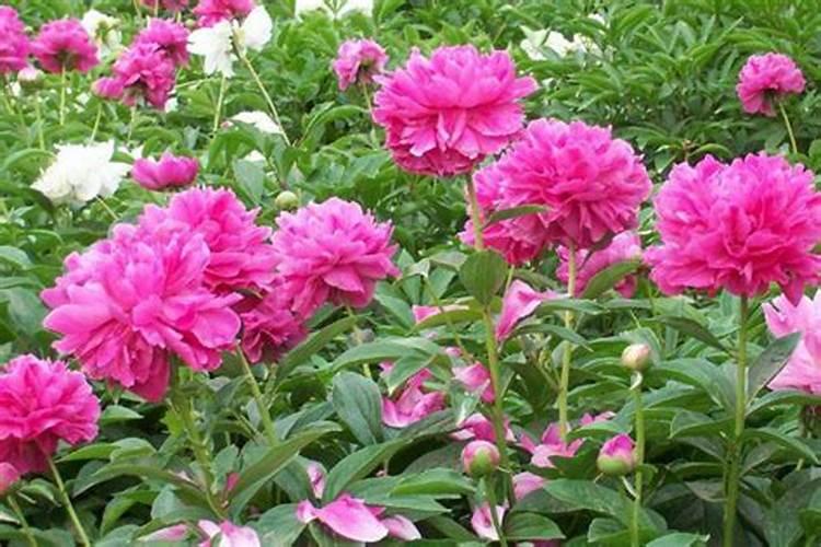 养花什么时候施氮肥(给花施氮肥比例是多少)
